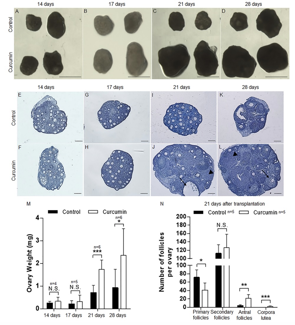 Graphical Abstract クルクミンの不妊治療用小卵胞発育促進剤としての可能性を探る