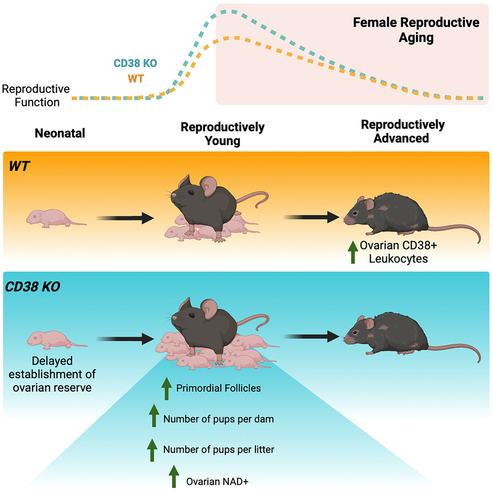 Graphical Abstract CD38はNAD+代謝を介して卵巣機能と繁殖力を制御する