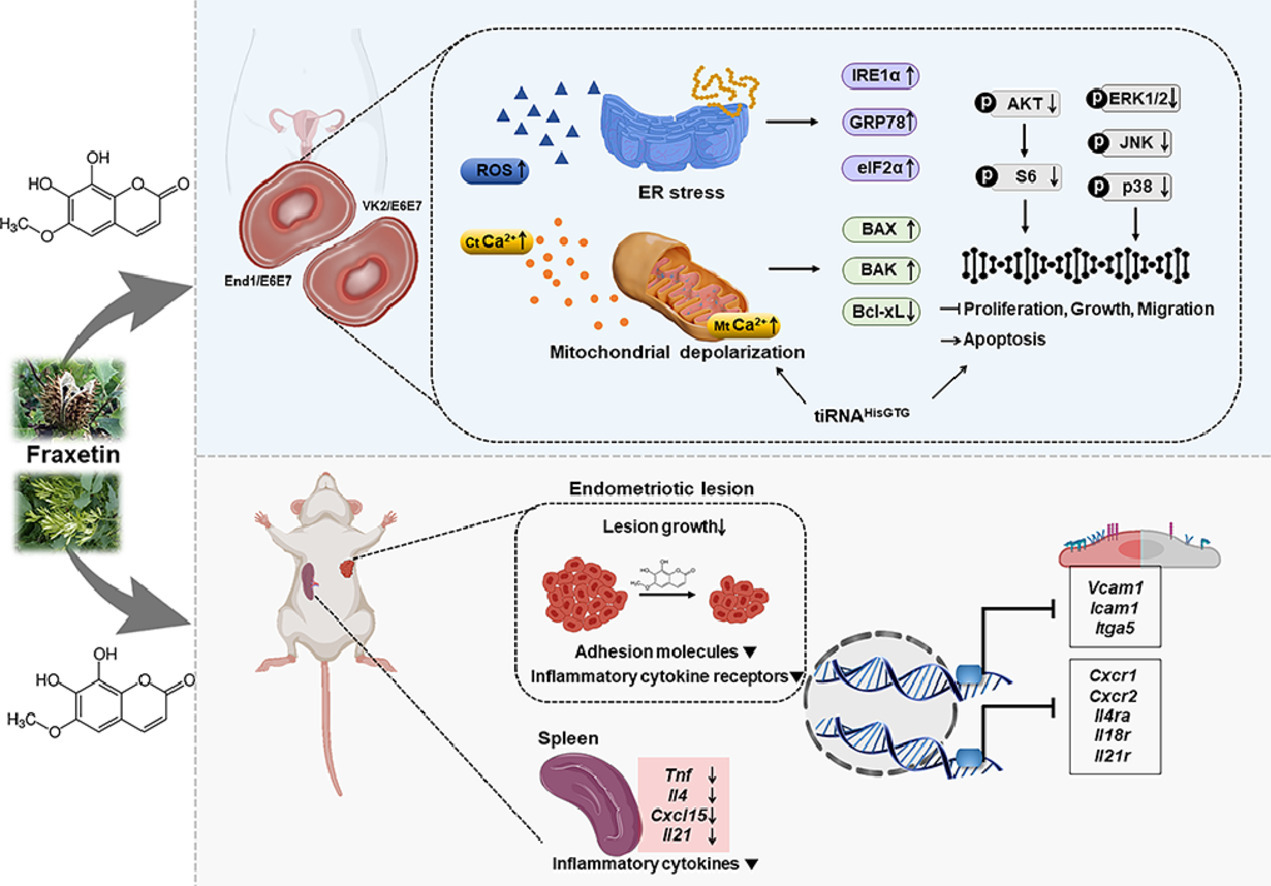 Graphical Abstract フラキセチンは小胞体ストレスの活性化、ミトコンドリアを介したアポトーシスの誘導、活性酸素の生成を通じて子宮内膜症病変を軽減する