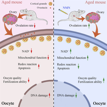 Graphical Abstract NMNの補充は母体内のエイジング卵子の質の低下を逆転させる