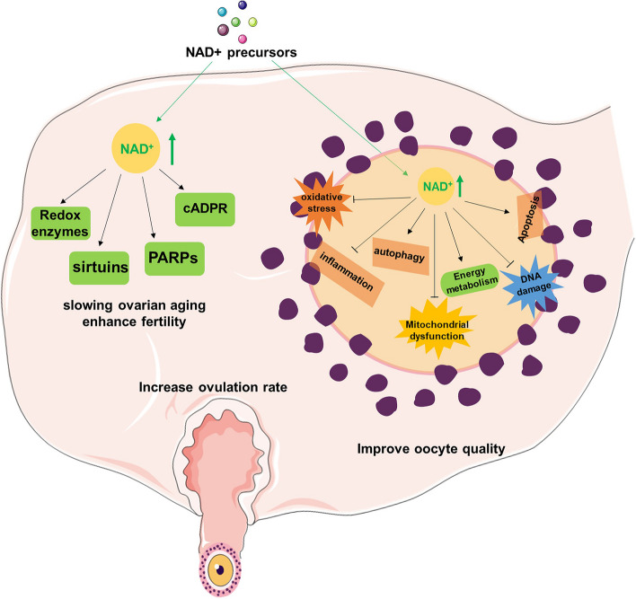 Graphical Abstract 卵巣老化におけるNAD+代謝の影響