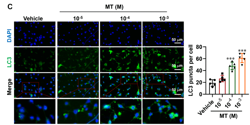 Graphical Abstract メラトニンはFoxo3aの活性化を介して早発卵巣不全患者の顆粒膜細胞におけるオートファジーを制御する