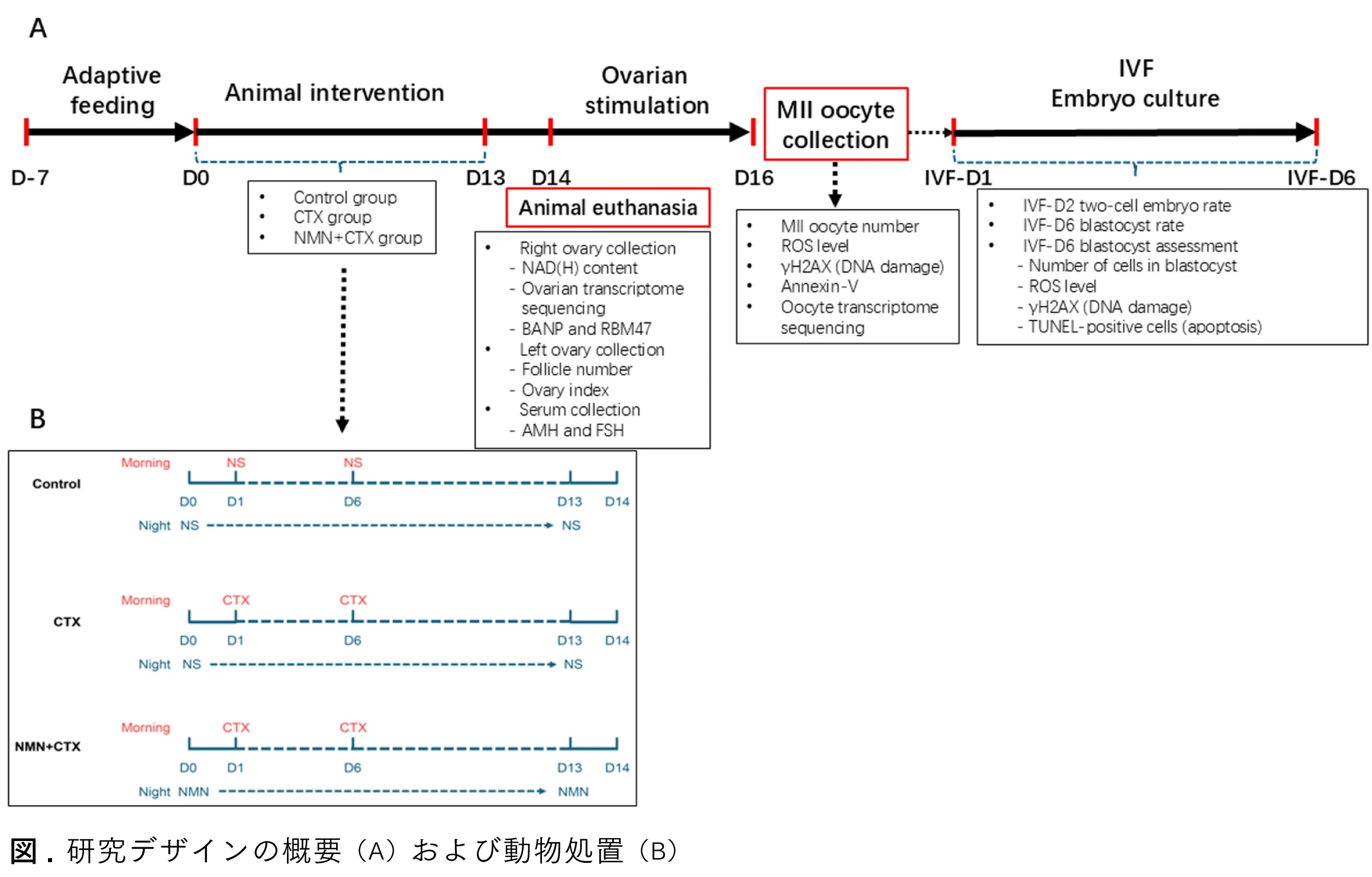 Graphical Abstract ニコチンアミドモノヌクレオチドは化学療法下における卵巣機能と卵母細胞の発育能を保護する