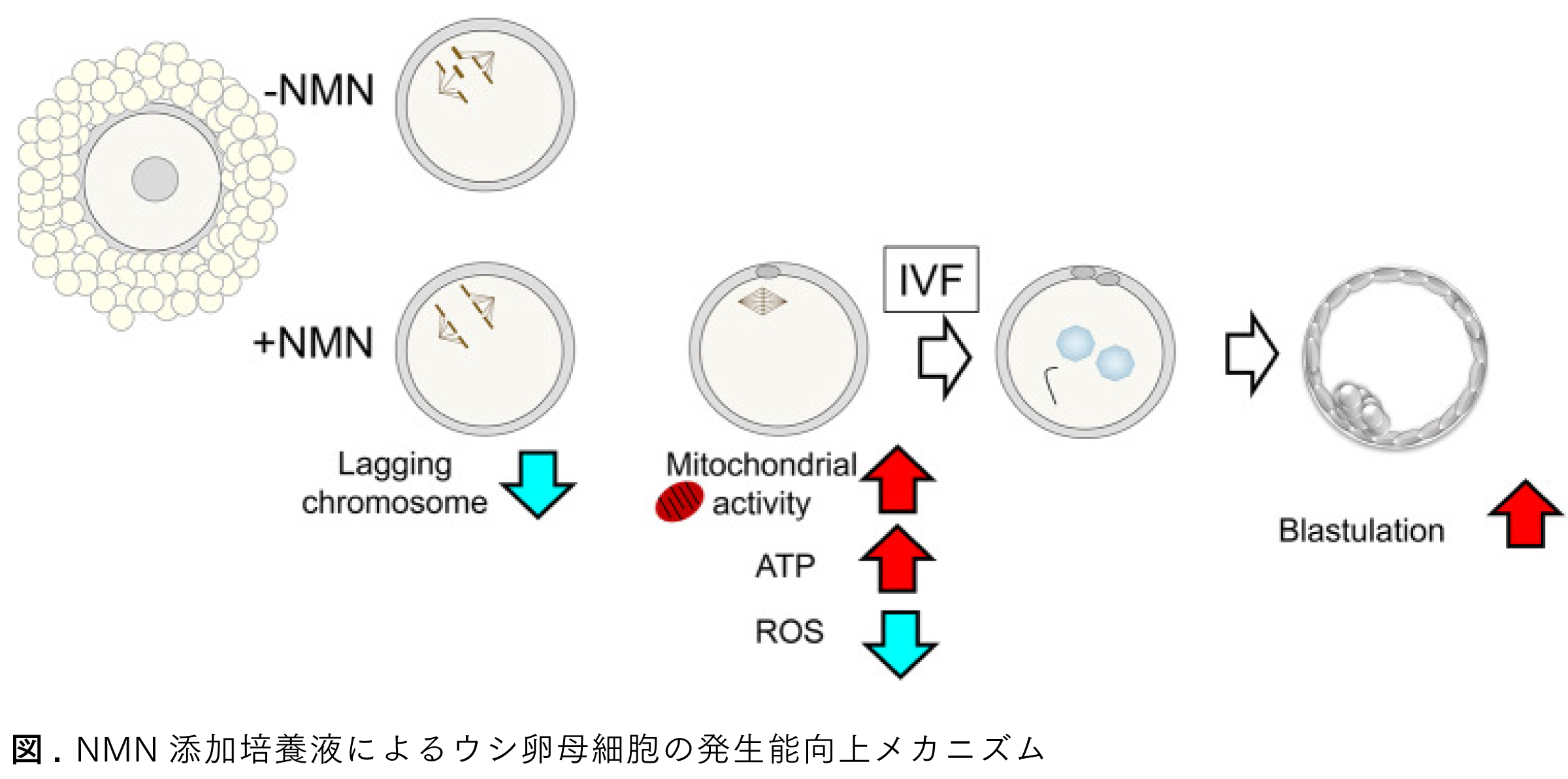 Graphical Abstract ニコチンアミドモノヌクレオチドは、ミトコンドリア機能を高め、染色体ラギングを減少させることによって、ウシ卵母細胞の発育を促進する